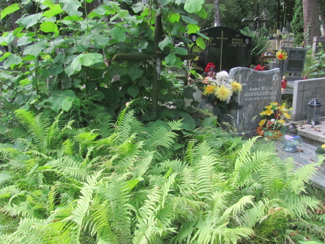 Grób ELŻBIETA CHLUDZIŃSKA